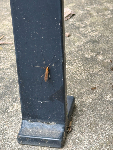 Unknown species found near La Crosse St, La Crosse, WI, US