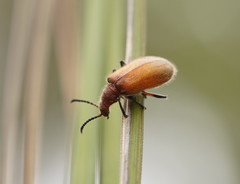 Metriolagria affinis