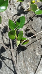 Peponidium