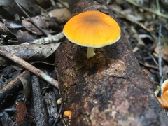 Pluteus chrysaegis