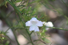 Eremophila polyclada