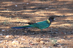 Barnardius zonarius zonarius