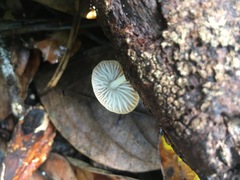 Pluteus chrysaegis