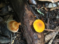 Pluteus chrysaegis