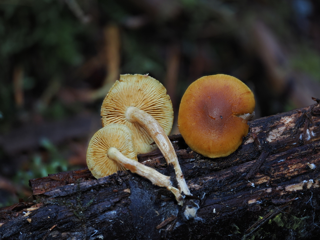 Gymnopilus aurantiophyllus · October 2025 · photo: © alan_rockefeller (iNaturalist, cc-by-sa)