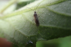 Engytatus modestus