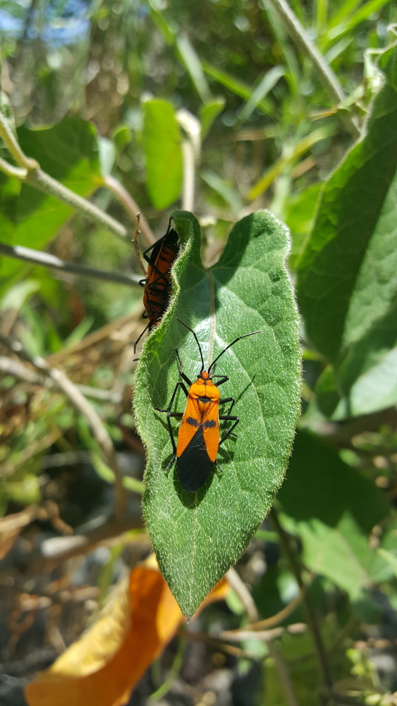 Oncopeltus varicolor
