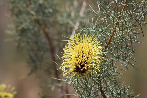 Image of Hakea divaricata by no rights reserved