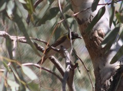 Melithreptus gularis