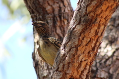 Chlamydera guttata