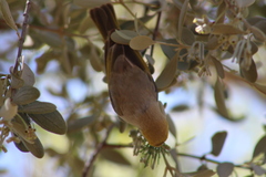 Ptilotula penicillata