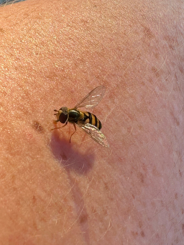 Unknown species found near Main St, Nashville, TN, US