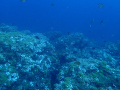 Chromis limbata