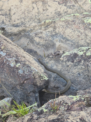 Common keelback sighting