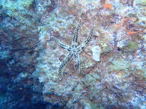 Spiny Starfish, Cabeço João Lopes, Santa Maria, Azores, PT., photo 8 of 10