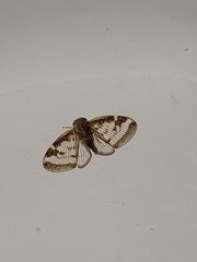 Scolypopa