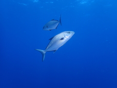 Seriola rivoliana