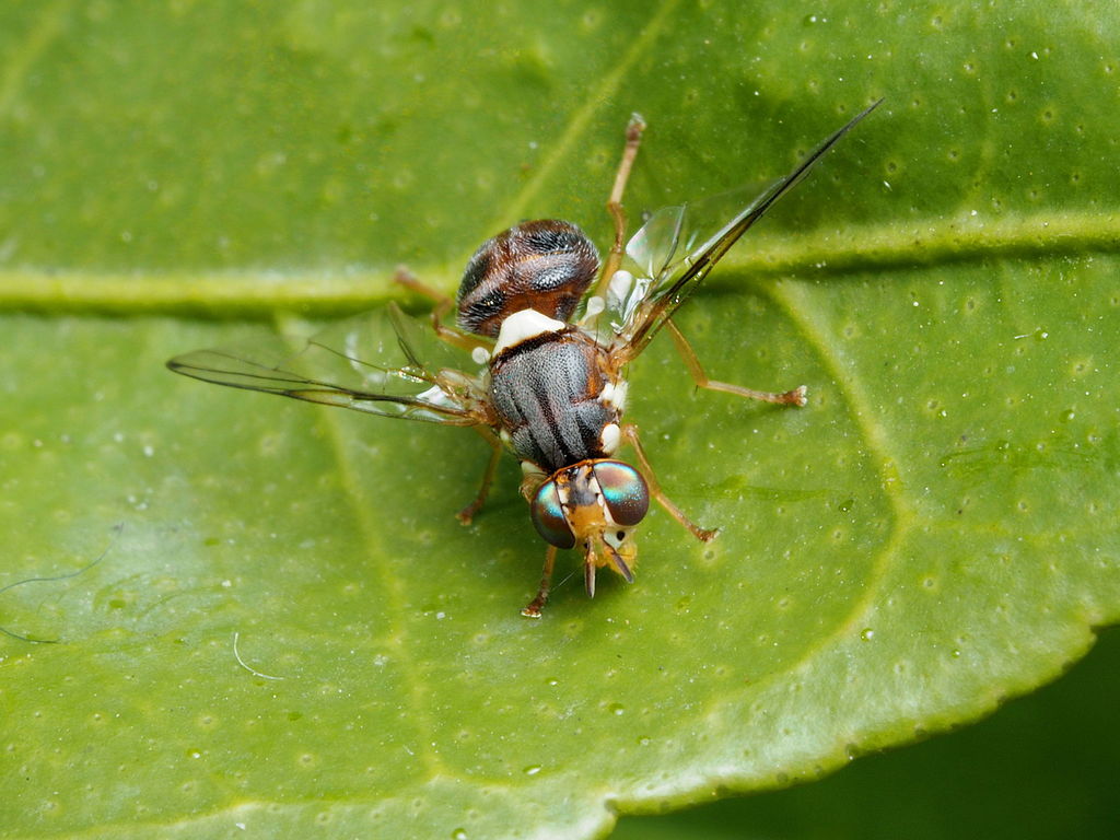 Olive fruit fly