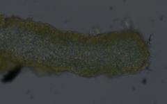 Lathagrium cristatum