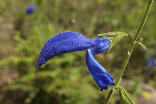 Sage (Salvia patens)