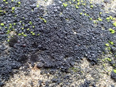 Lathagrium cristatum