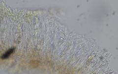 Lathagrium cristatum