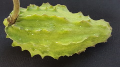 Gonolobus grandiflorus