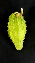 Gonolobus grandiflorus