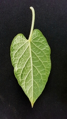 Gonolobus grandiflorus