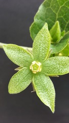 Gonolobus grandiflorus