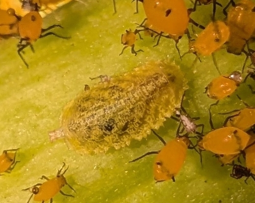 Unknown species found near Marietta, GA 30068, USA