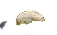 Lathagrium cristatum