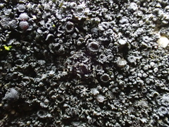 Lathagrium cristatum