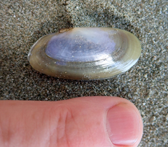 Hiatula nitida