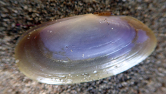 Hiatula nitida