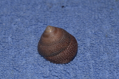 Clanculus maugeri