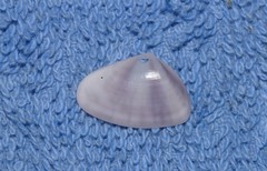 Latona cuneata