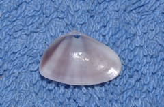 Latona cuneata