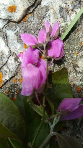 Polygala macroptera image