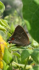 Parrhasius moctezuma