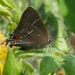Mariposa Sedosa Mexicana - Photo (c) leonardoac, algunos derechos reservados (CC BY-NC), subido por leonardoac