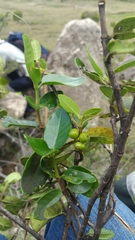 Peponidium