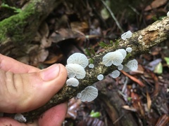 Campanella junghuhnii