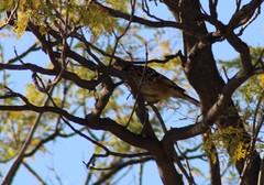 Chlamydera guttata