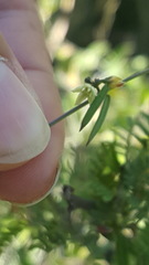 Metastelma lanceolatum