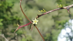 Metastelma lanceolatum