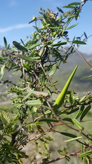 Metastelma lanceolatum