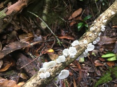 Campanella junghuhnii