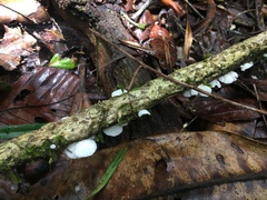 Campanella junghuhnii