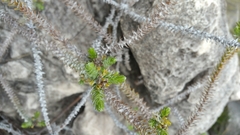 Helichrysum phylicaefolium image
